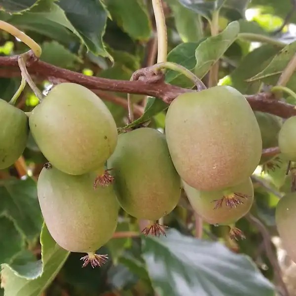 Issay (öntermékeny mini) kiwi csemete